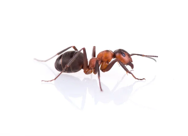 Formica isolata su sfondo bianco . — Foto Stock