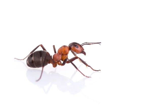 Formica isolata su sfondo bianco . — Foto Stock