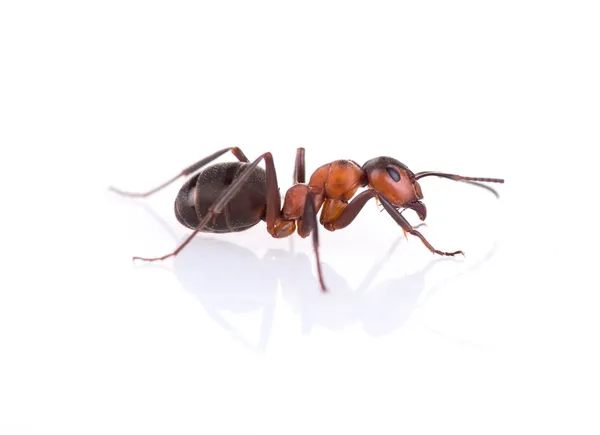 Ant diisolasi di latar belakang putih . — Stok Foto