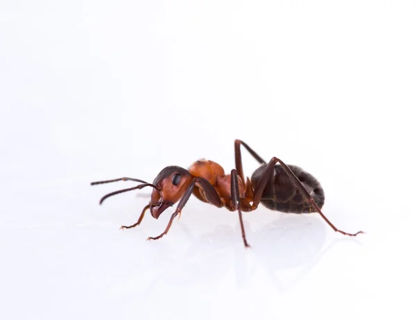 Hormiga aislada sobre fondo blanco . — Foto de Stock