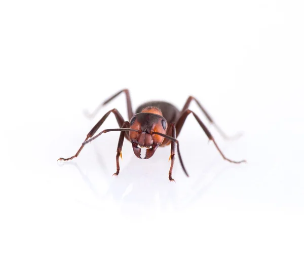 Hormiga aislada sobre fondo blanco . — Foto de Stock