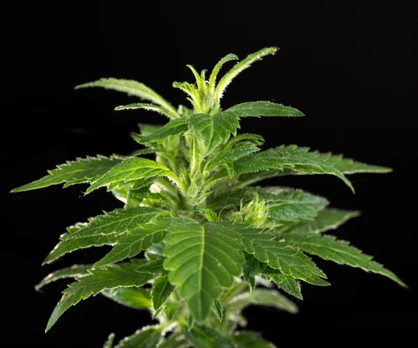 Young cannabis plant, marijuana — Stock Photo, Image