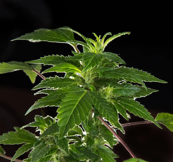 Young cannabis plant, marijuana — Stock Photo, Image