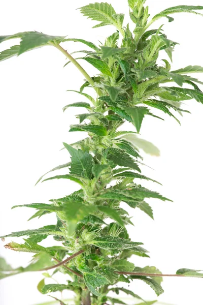 Fiatal kannabisz növény, marihuána — Stock Fotó