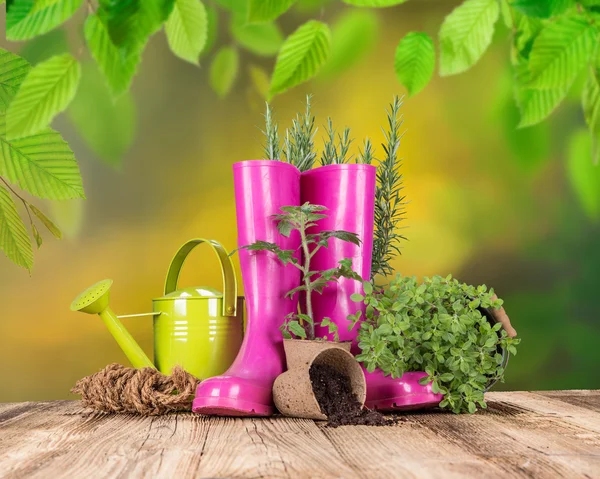 Herramientas de jardinería al aire libre y hierbas . — Foto de Stock