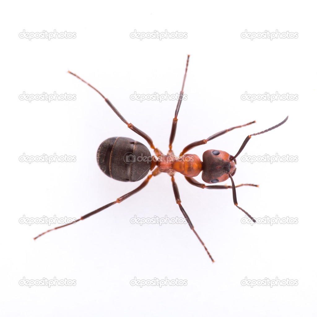 Ant isolated on white background.