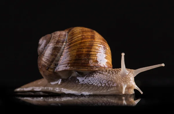 Escargot isolé sur fond noir
. Photo De Stock