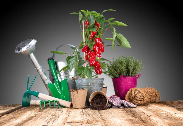 Garden tools on wooden table — Stock Photo, Image