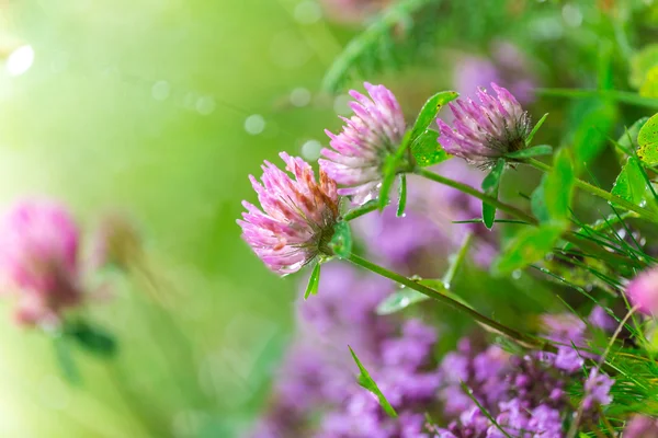 Beautiful flowers background. — Stock Photo, Image
