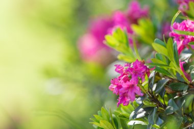 Güzel Çiçekler arka planı.