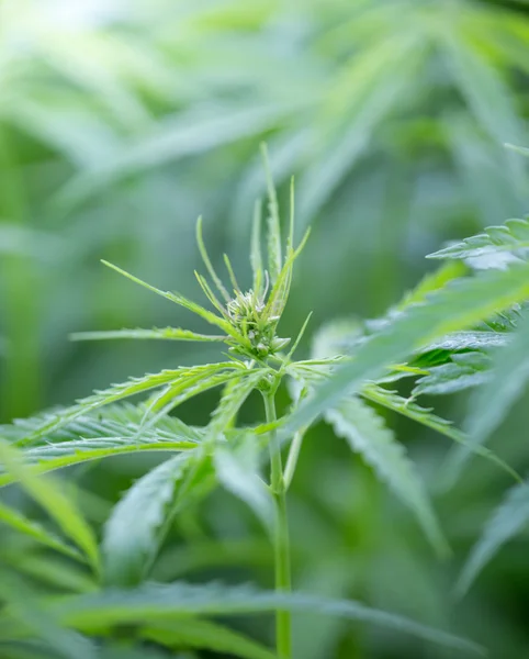 Jovens plantas de cannabis — Fotografia de Stock