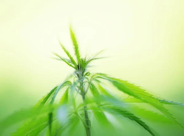 Unga cannabisplantan — Stockfoto