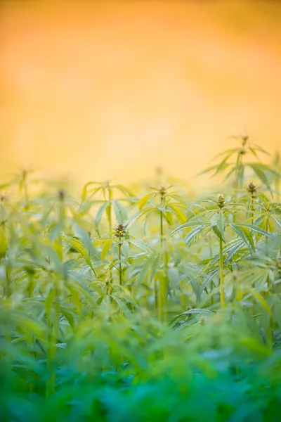 年轻的大麻植物 — 图库照片