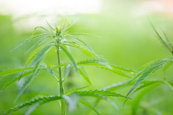 Jonge cannabisplanten — Stockfoto