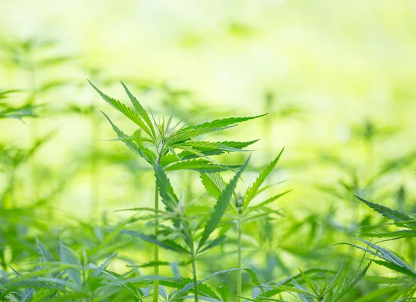 Young cannabis plants — Stock Photo, Image