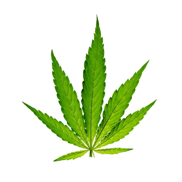 Giovani piante di cannabis — Foto Stock