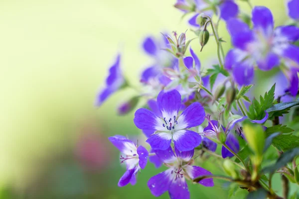 Fundo de flores bonitas. — Fotografia de Stock