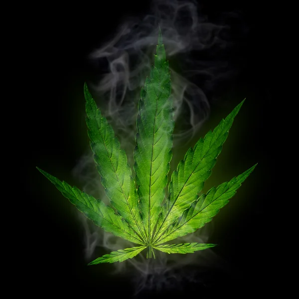 Plantas jóvenes de cannabis — Foto de Stock