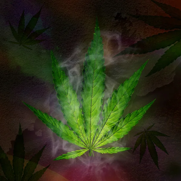 若い大麻の植物 — ストック写真
