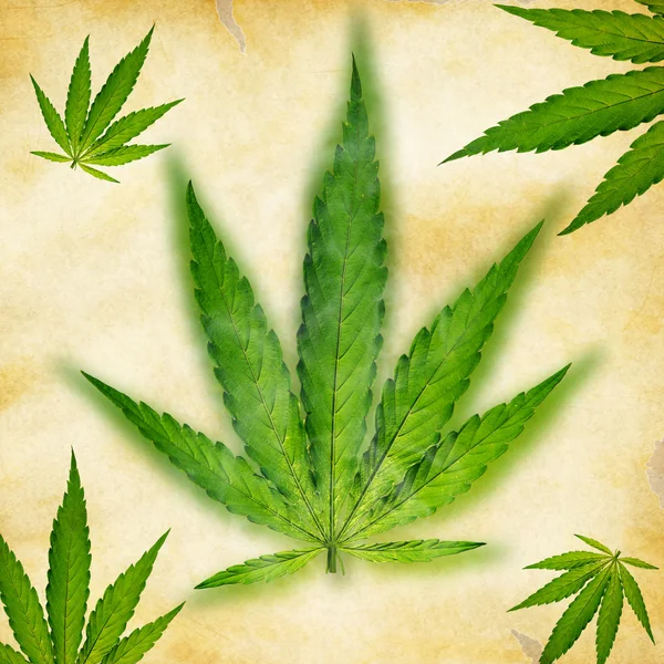 Unga cannabisplantor — Stockfoto