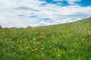 Güzel Çiçekler arka planı.