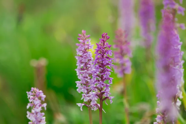 Mooie bloemen achtergrond. — Stockfoto