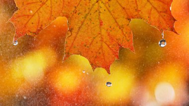 Sonbahar akçaağaç yapraklarından düşen su damlaları.