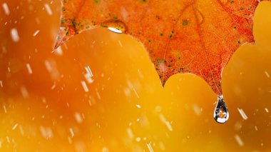 Sonbahar akçaağaç yapraklarından düşen su damlaları.