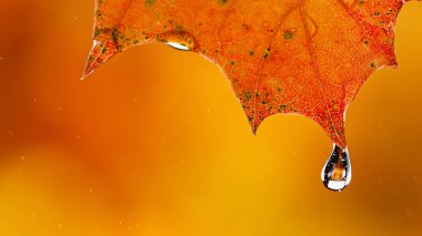 Sonbahar akçaağaç yapraklarından düşen su damlaları.