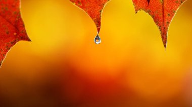 Sonbahar akçaağaç yapraklarından düşen su damlaları.