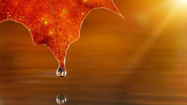 Sonbahar akçaağaç yapraklarından düşen su damlaları.