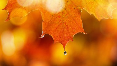 Sonbahar akçaağaç yapraklarından düşen su damlaları.