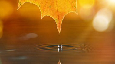 Sonbahar akçaağaç yapraklarından düşen su damlaları.