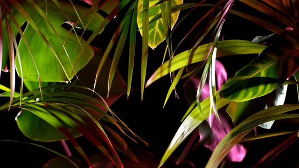 Green and pink tropical leaves with water drops. — Stock Photo, Image