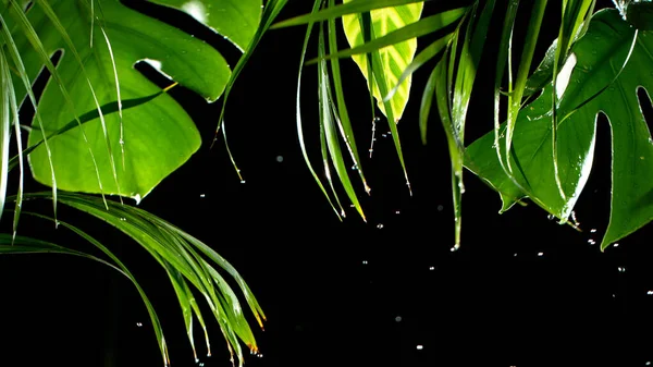 Folhas tropicais verdes com gotas de água . — Fotografia de Stock