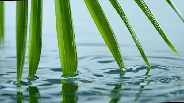 从绿色棕榈叶滴下的水滴的超级慢速运动 — 图库照片