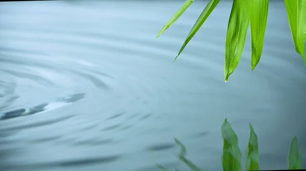 从绿色棕榈叶滴下的水滴的超级慢速运动 — 图库照片