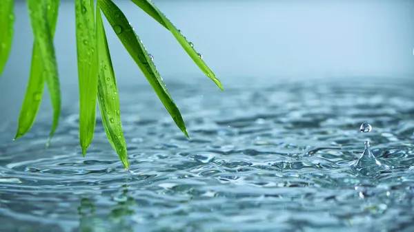 Super långsam rörelse av vattendroppar droppar från gröna palmblad — Stockfoto