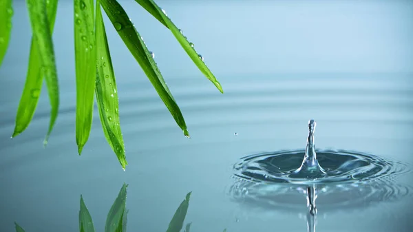 Сверхмедленное движение капли воды, капающей из листьев зеленой пальмы — стоковое фото