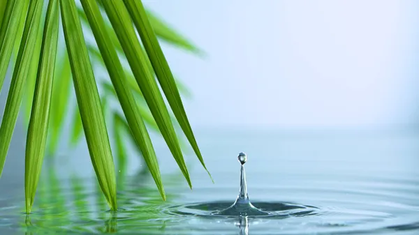 Mouvement super lent de la goutte d'eau goutte à goutte des feuilles de palmier vert — Photo