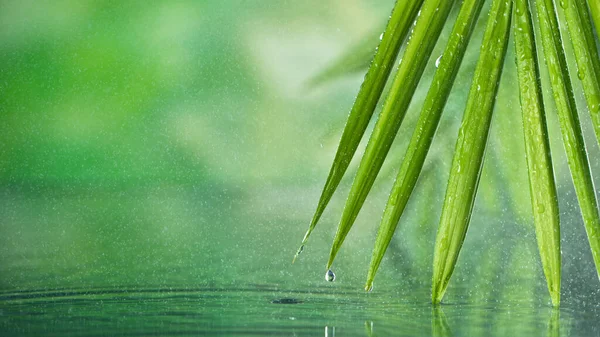초록빛 야자나무 잎으로 물 표면을 빠르게 움직 인다 — 스톡 사진