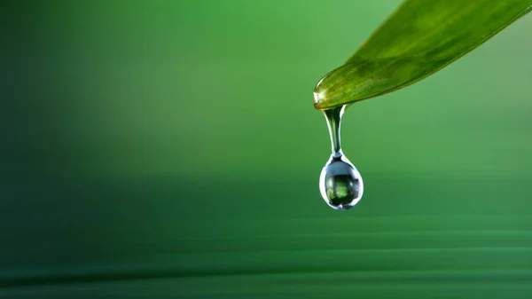Super slow motion of water drop dripping from green palm leaves — Stock Photo, Image