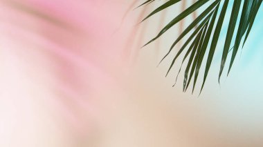 Renkli arkaplanda palmiye yaprakları