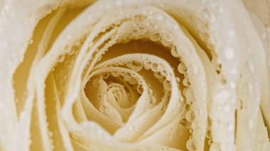 Su damlalarıyla açan güzel bir gül..