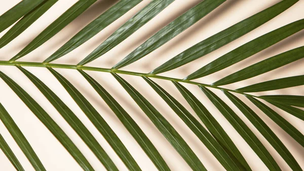 Feuilles de palmier sur fond beige — Photo