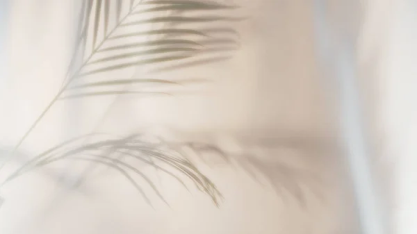 棕榈叶在米色背景上的影子 — 图库照片