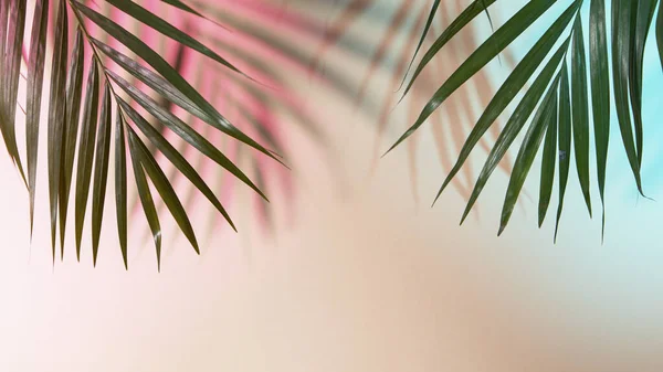 Palmbladeren op gekleurde achtergrond — Stockfoto