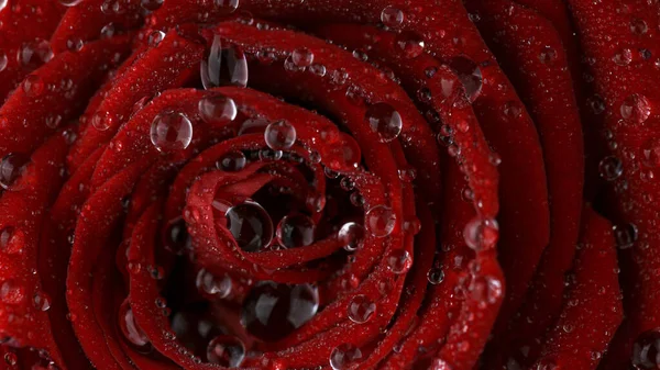 Bela rosa flor com gotas de água. — Fotografia de Stock