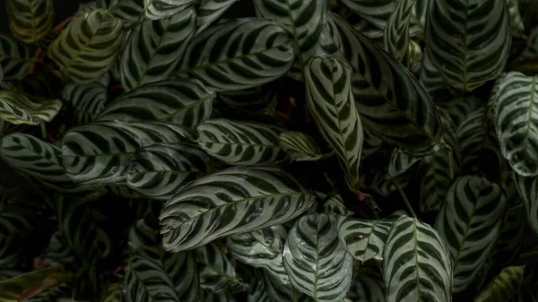 緑の熱帯の葉の背景 — ストック写真