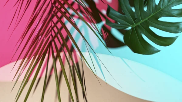 Monstera e foglie di palma su sfondo colorato — Foto Stock